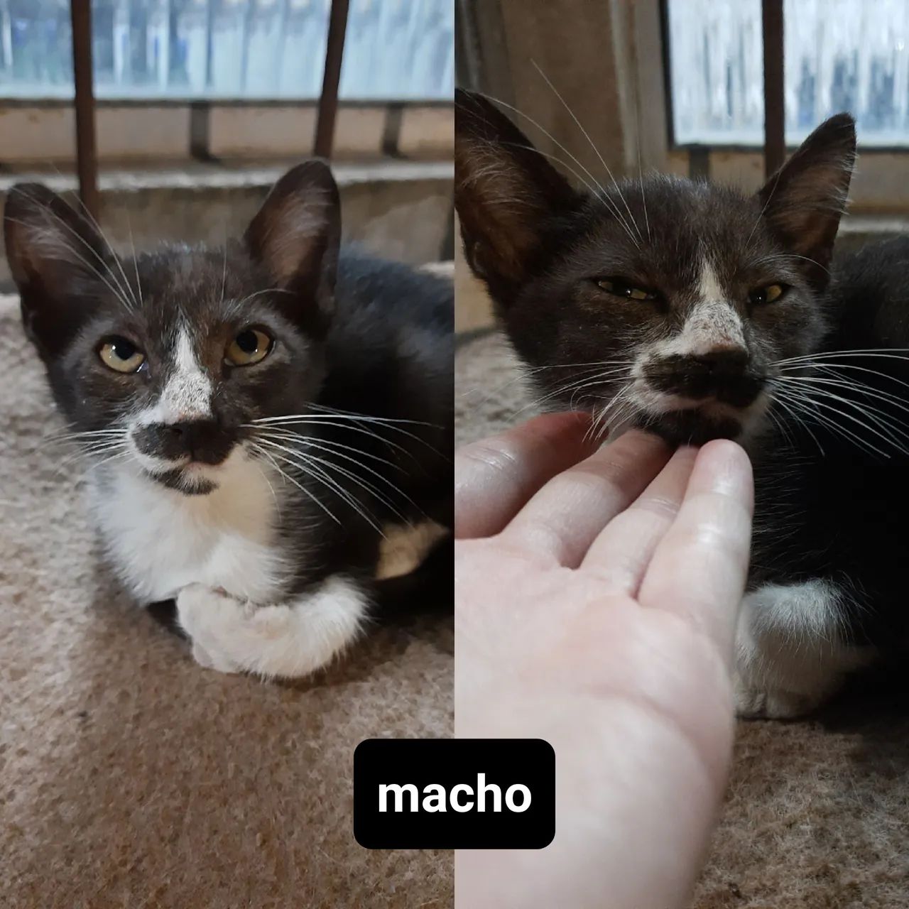 doação gatos filhotes - leia a descrição