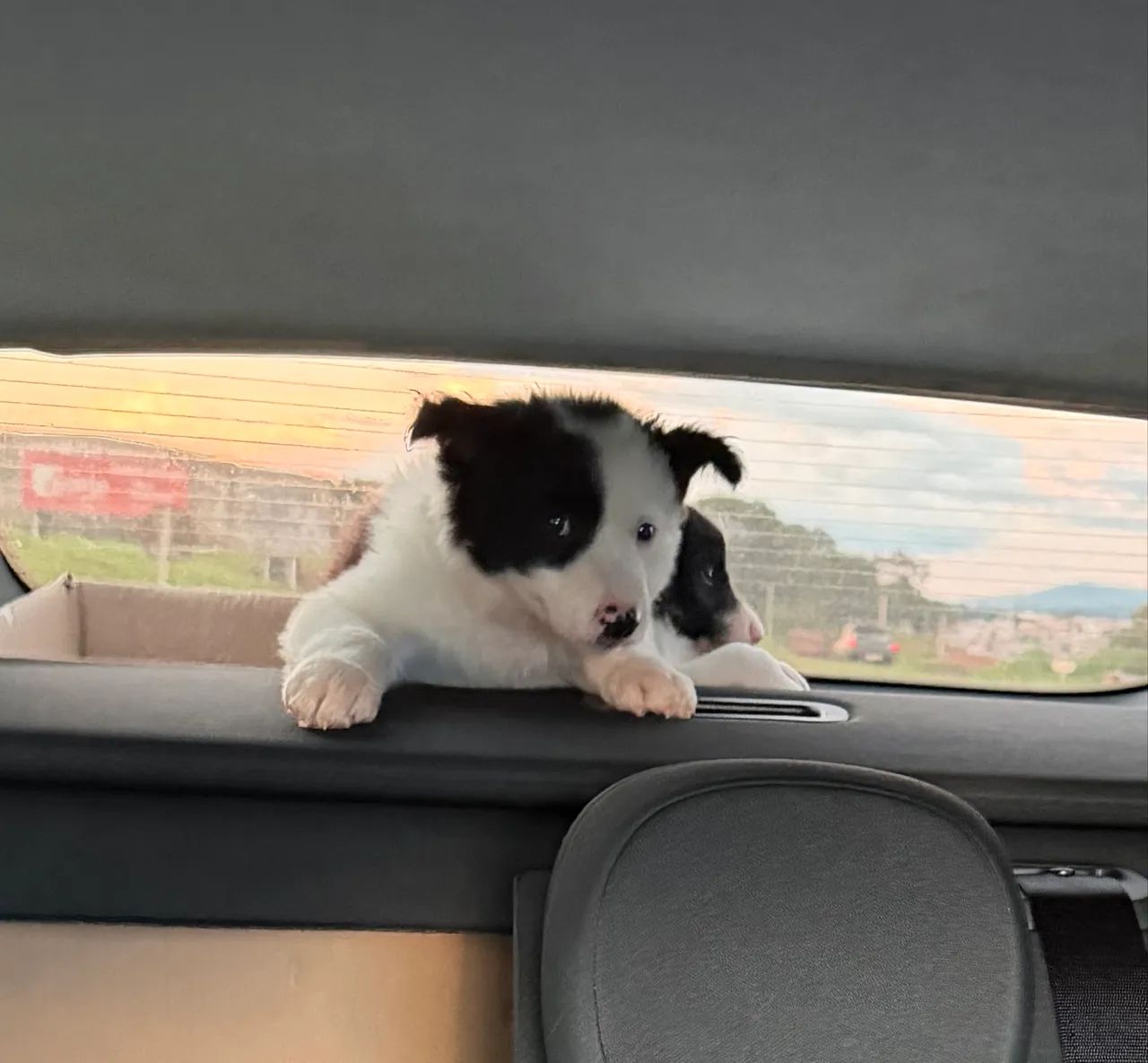 Border collie machos inteligentes e ativo