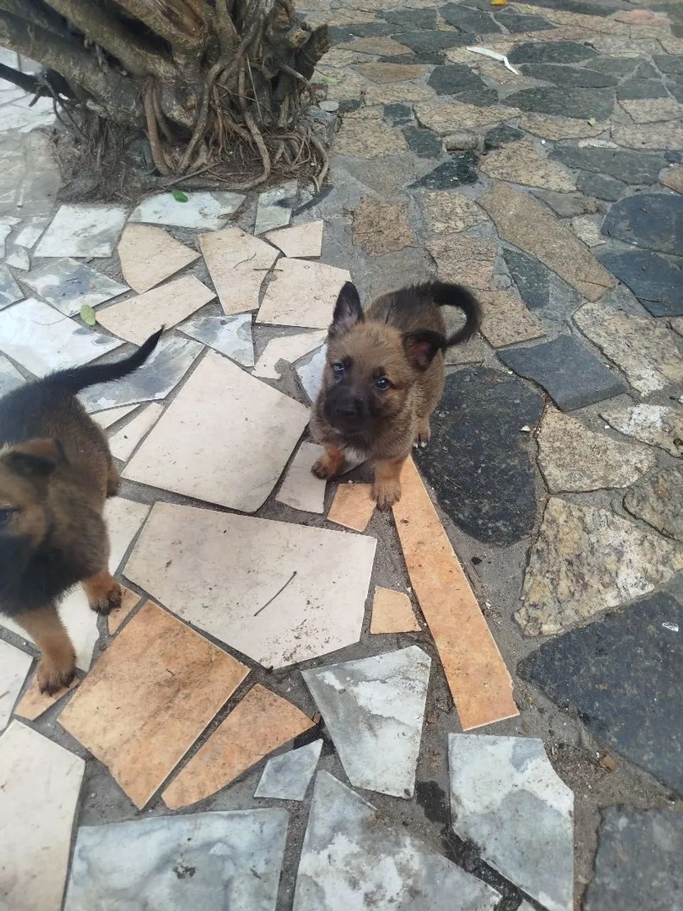 Vendo pastor belga de malinois  - Foto 3