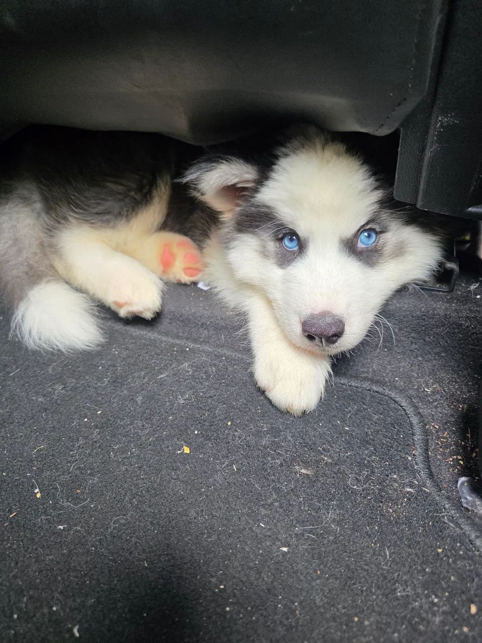 Filhote de Husky 60 dias macho