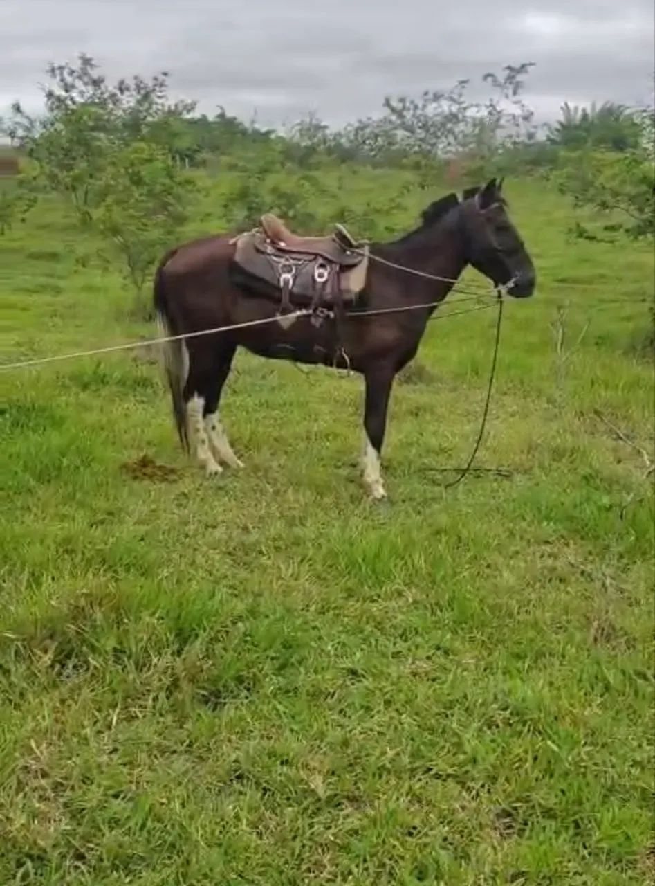 Cavalo dócil e domado - Foto 2