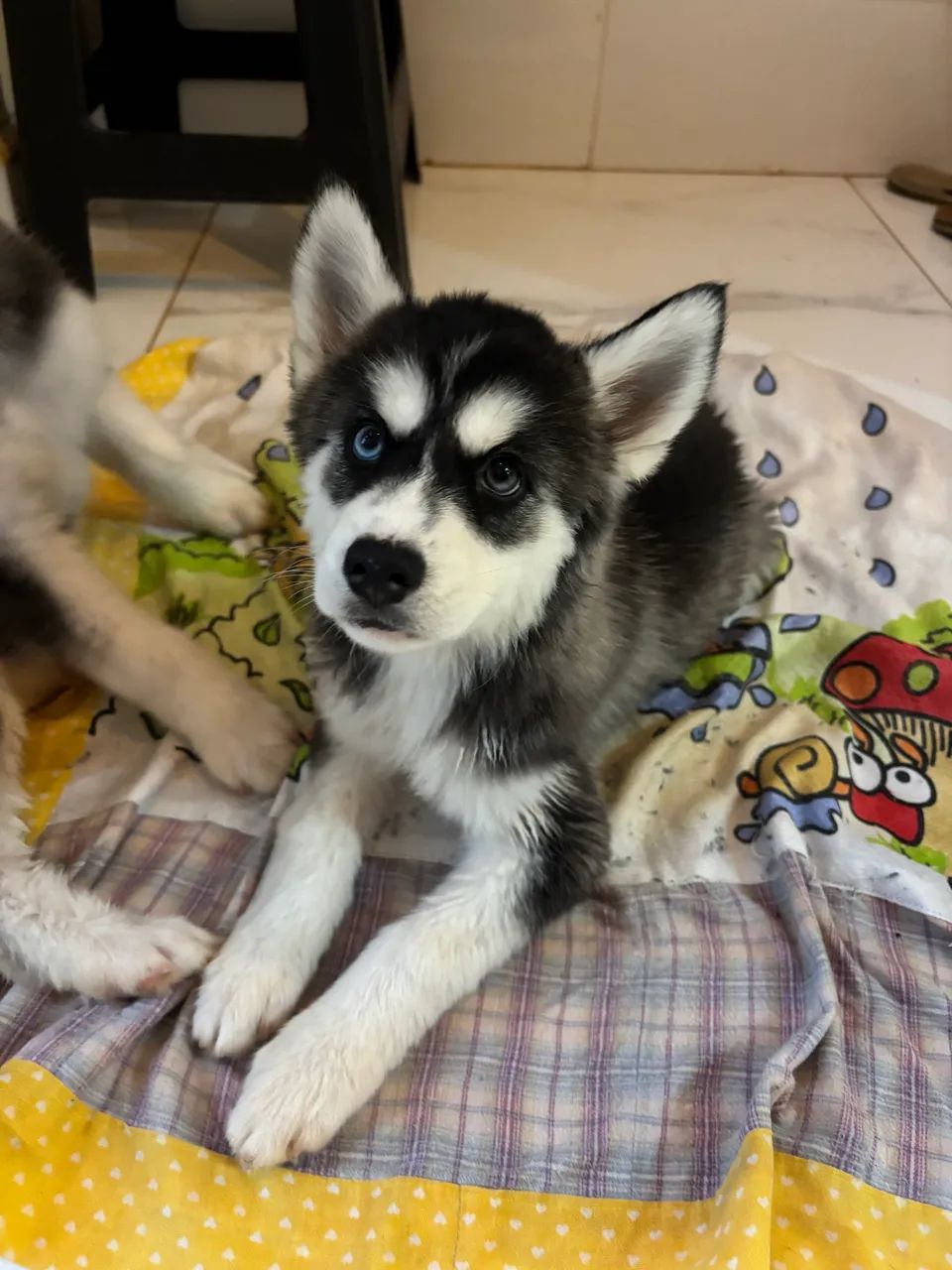 Husky Siberiano