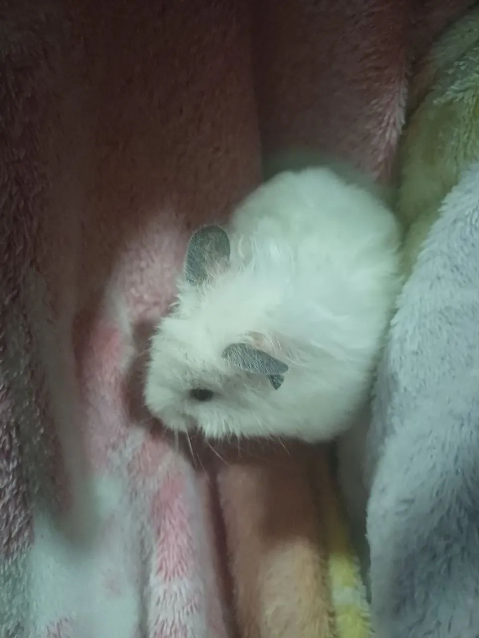 Hamster sírio
