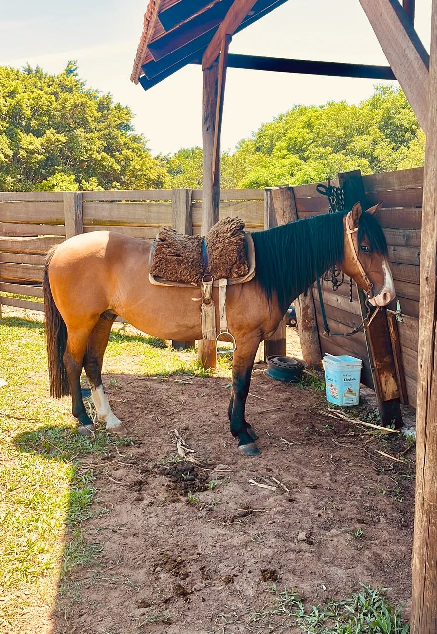 Cavalo Crioulo Domado - Foto 2