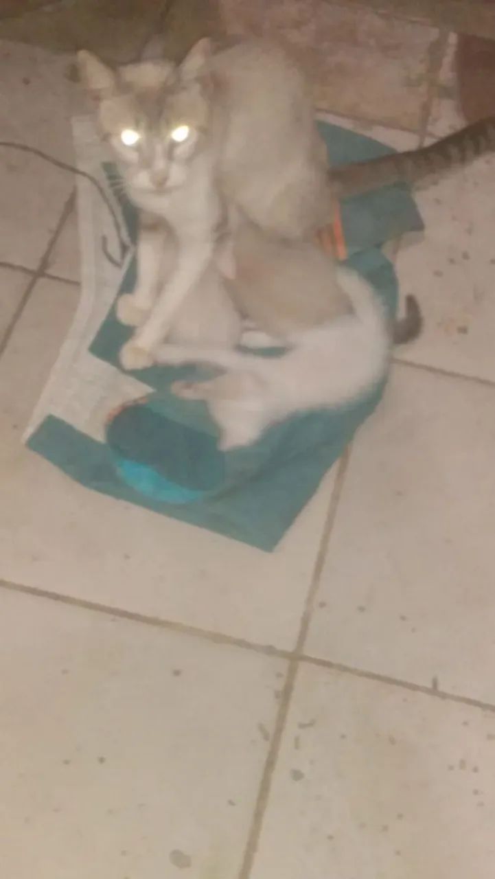 Adoção Responsável gatinhos  - Foto 5