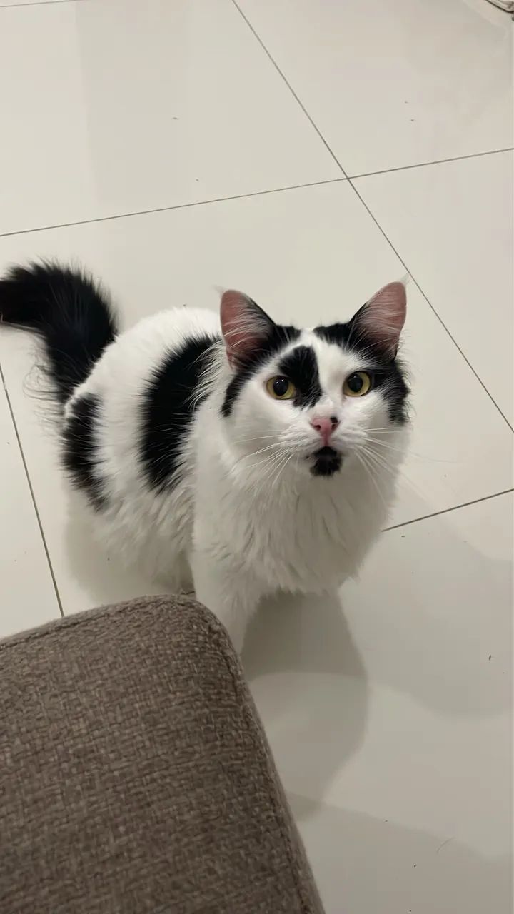 Doação Gata Ragdoll - preta e branca - Foto 2