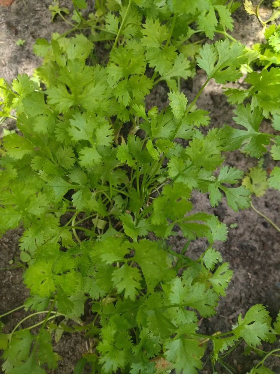 Cheiro verde  - Foto 2