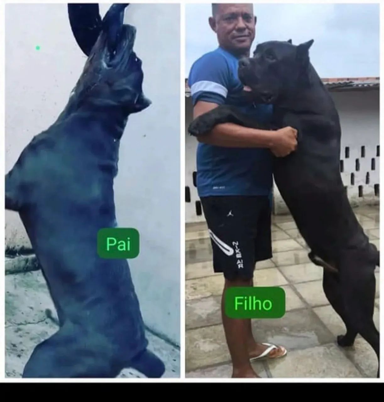 Cane corso - Foto 5