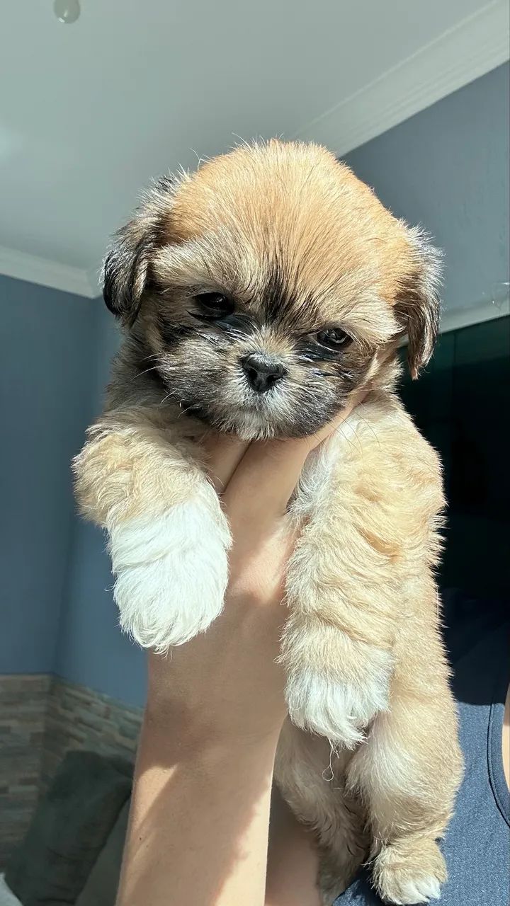 Cachorro  - Foto 2