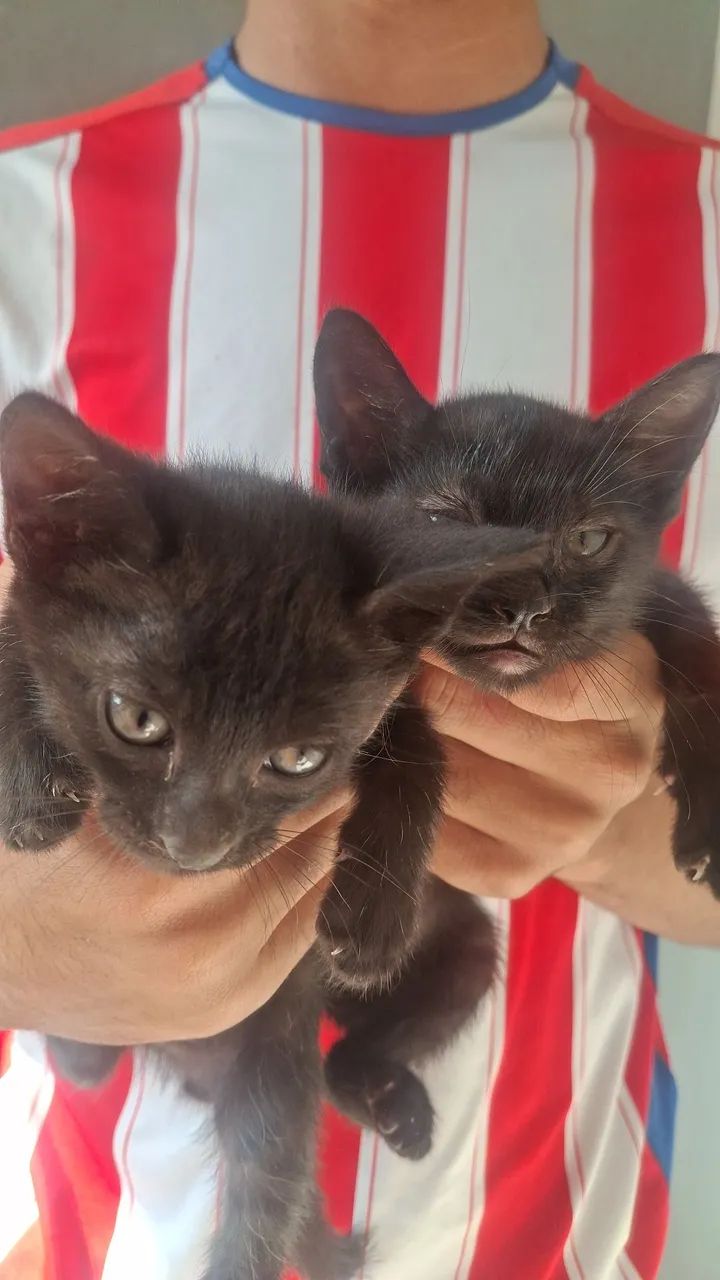 gatinhas para doação na zona norte - Foto 3