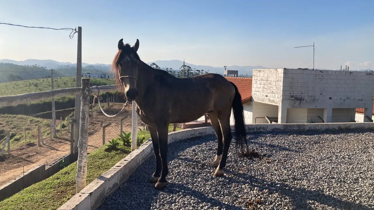 Cavalo raça lusitano