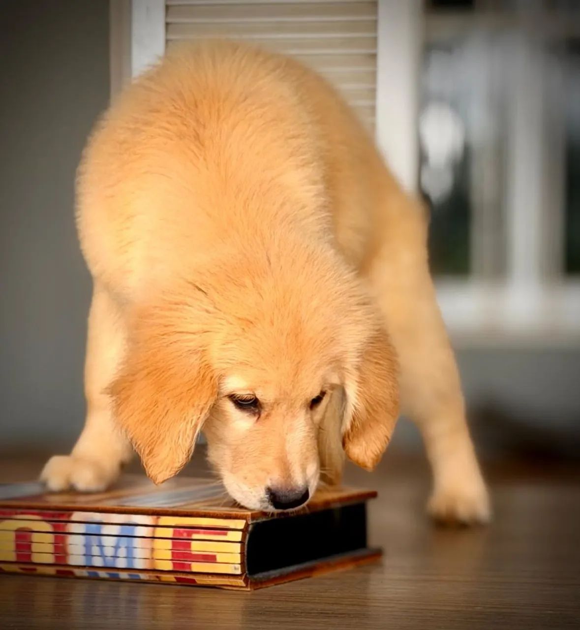 Golden Retrivier  - Foto 5