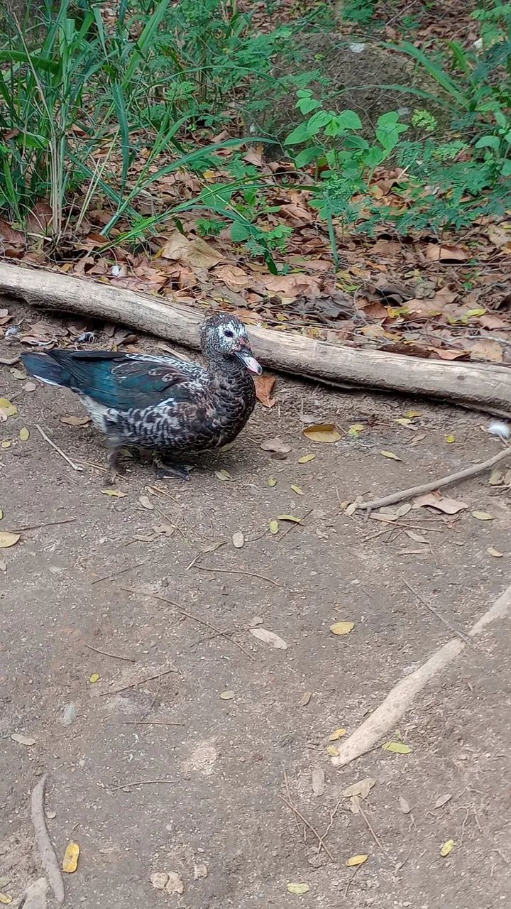Patos  - Foto 3