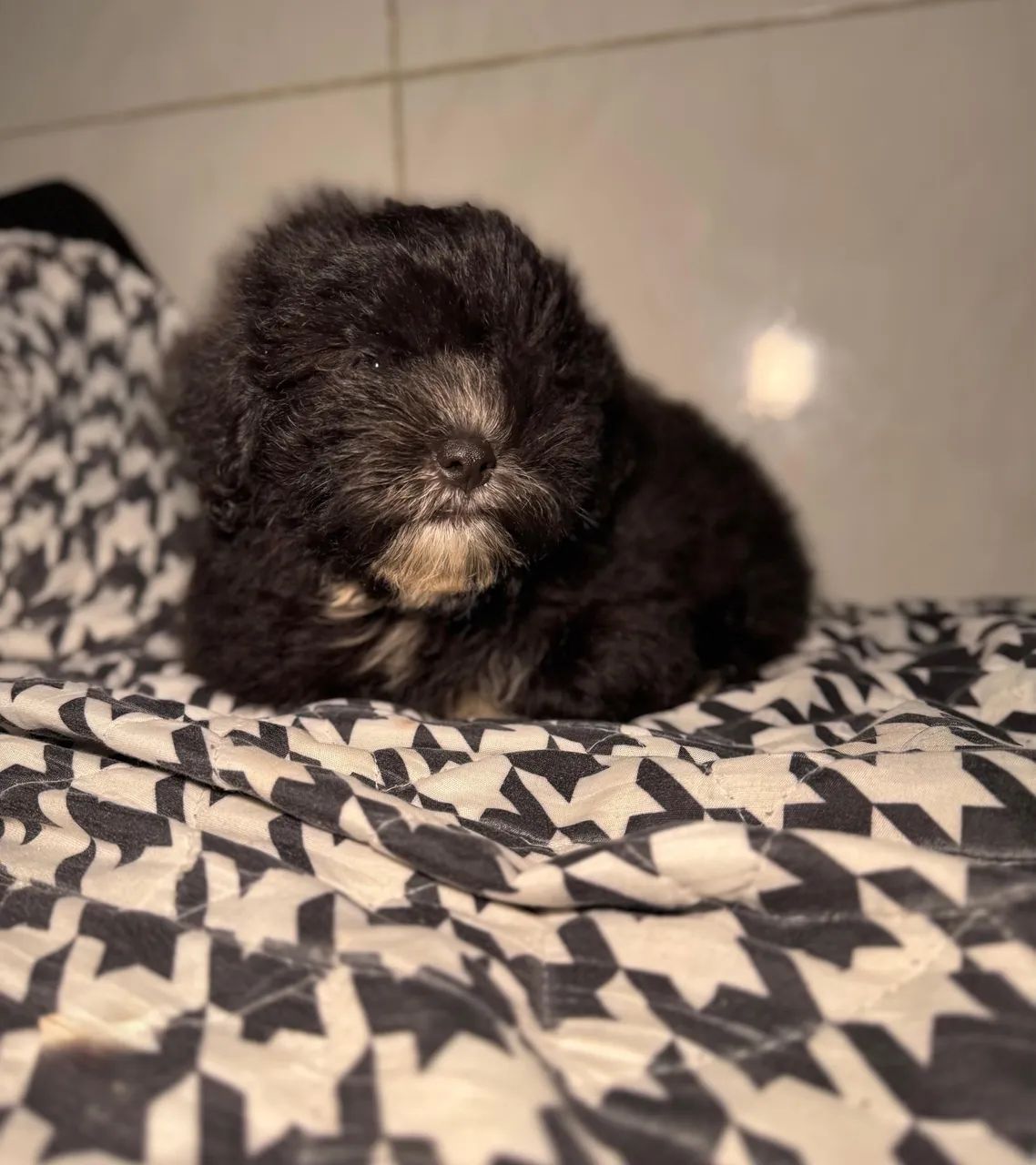 Filhote Macho de Shihtzu com Poodle - Foto 2