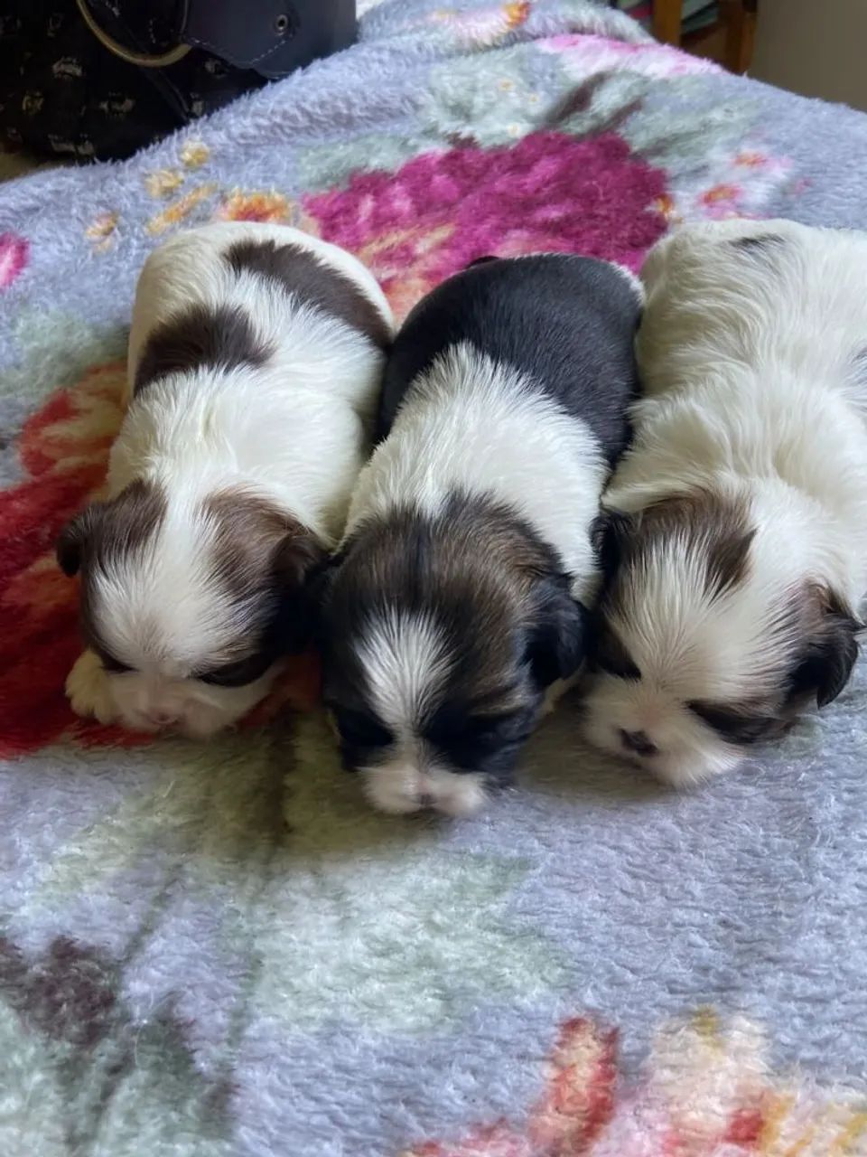 Lindos filhotes de Shi-tzu 