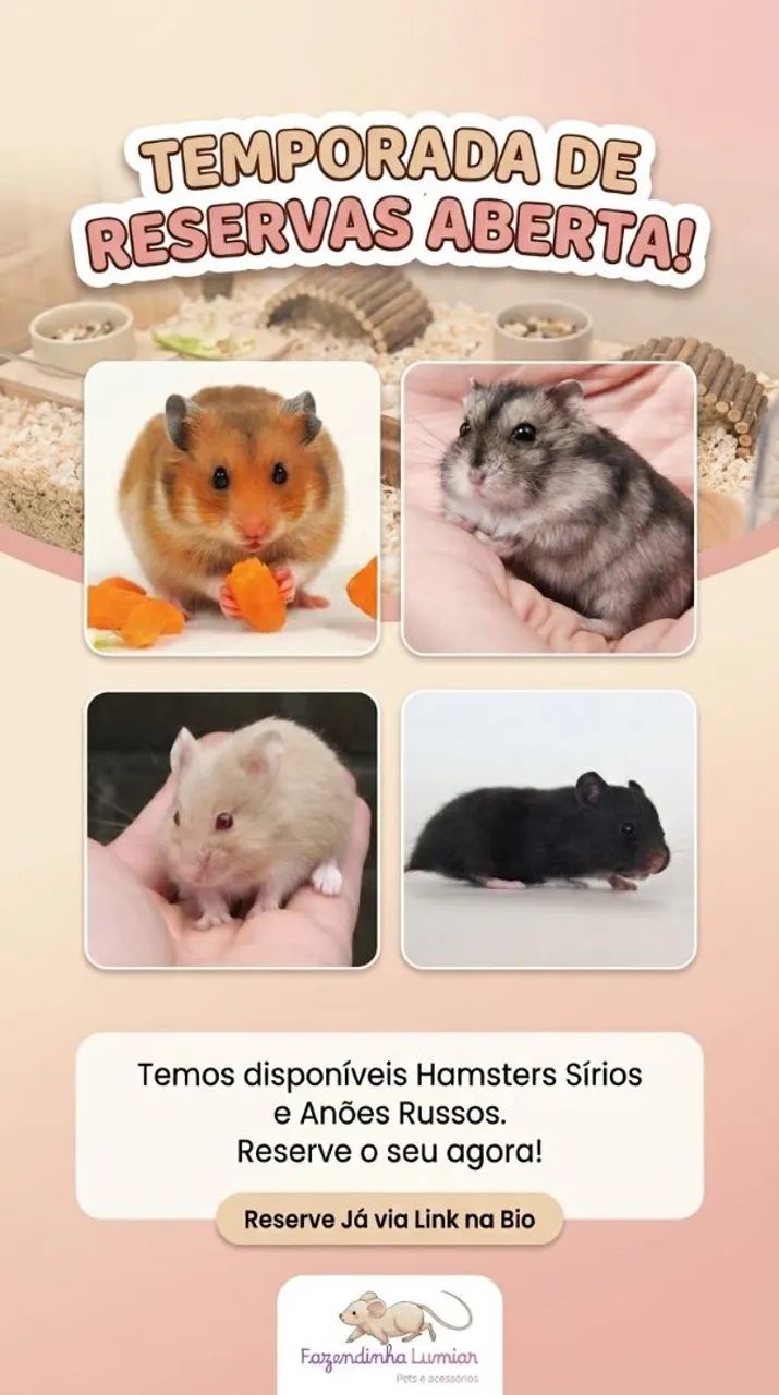 Hamsters  - Foto 3