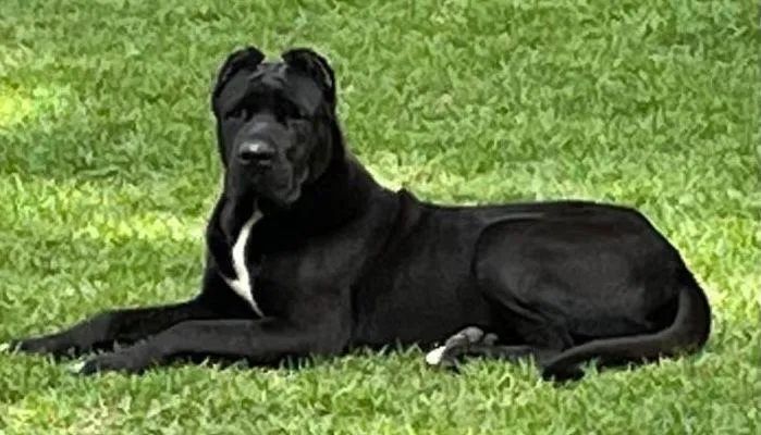 Cane Corso  - Foto 2