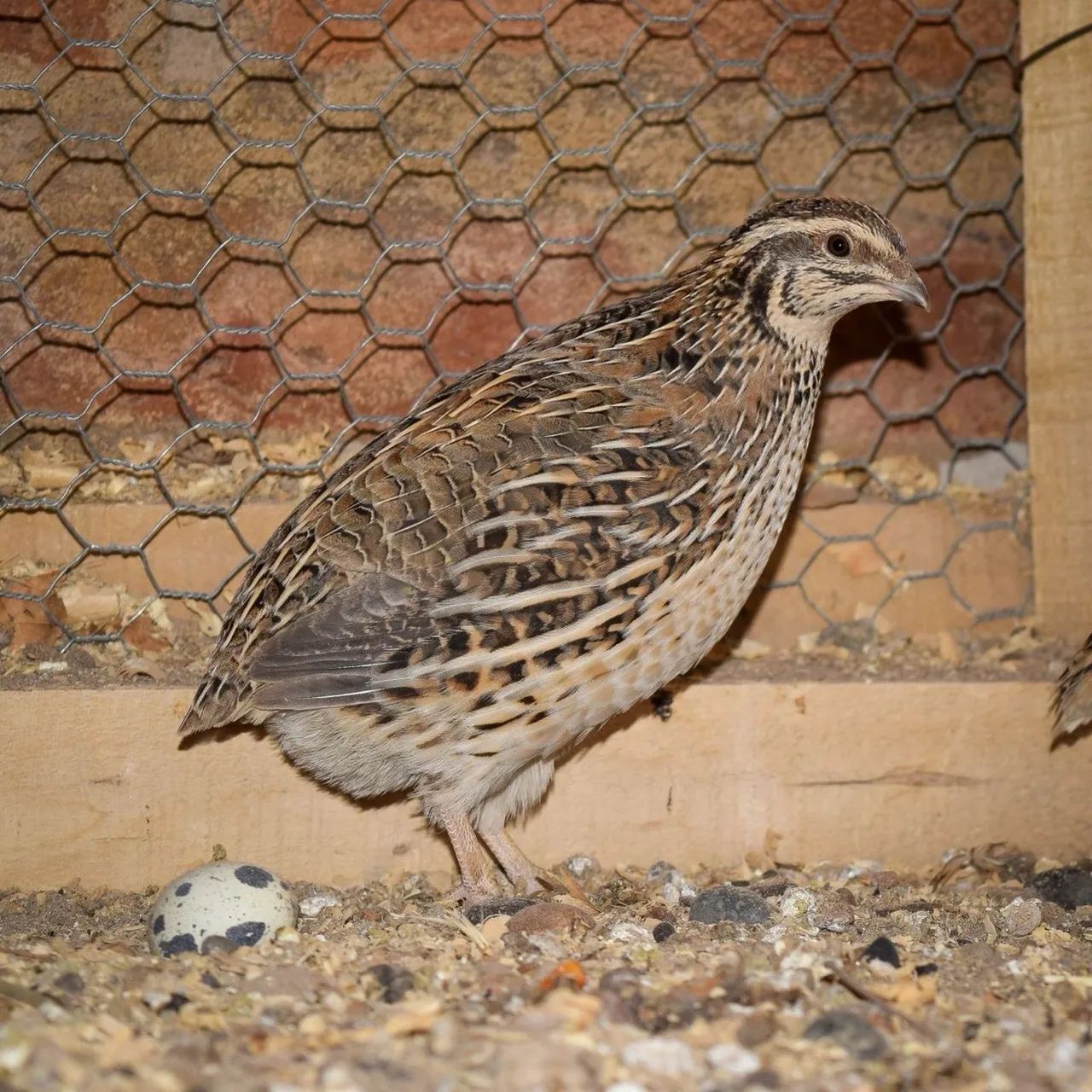 Codorna Gigante