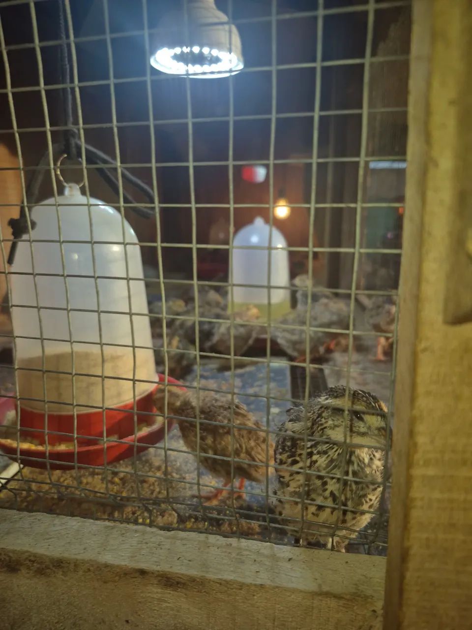 Animais  - Foto 3