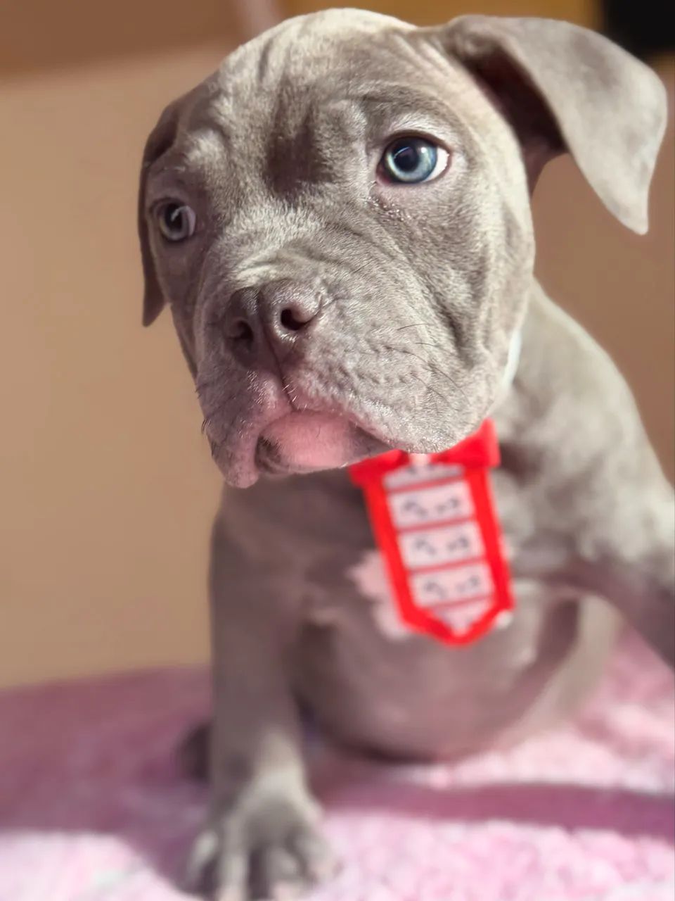 American bully - blue  - Foto 2