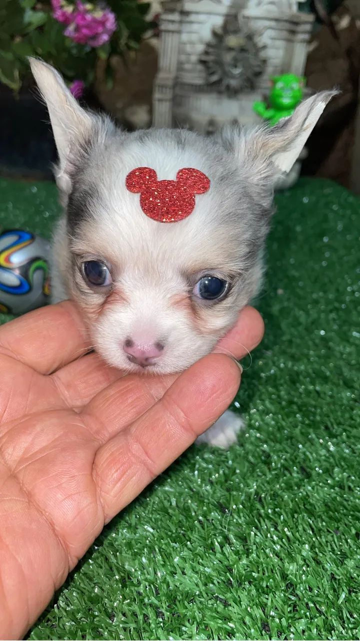 Chihuahua seleção genética  - Foto 4