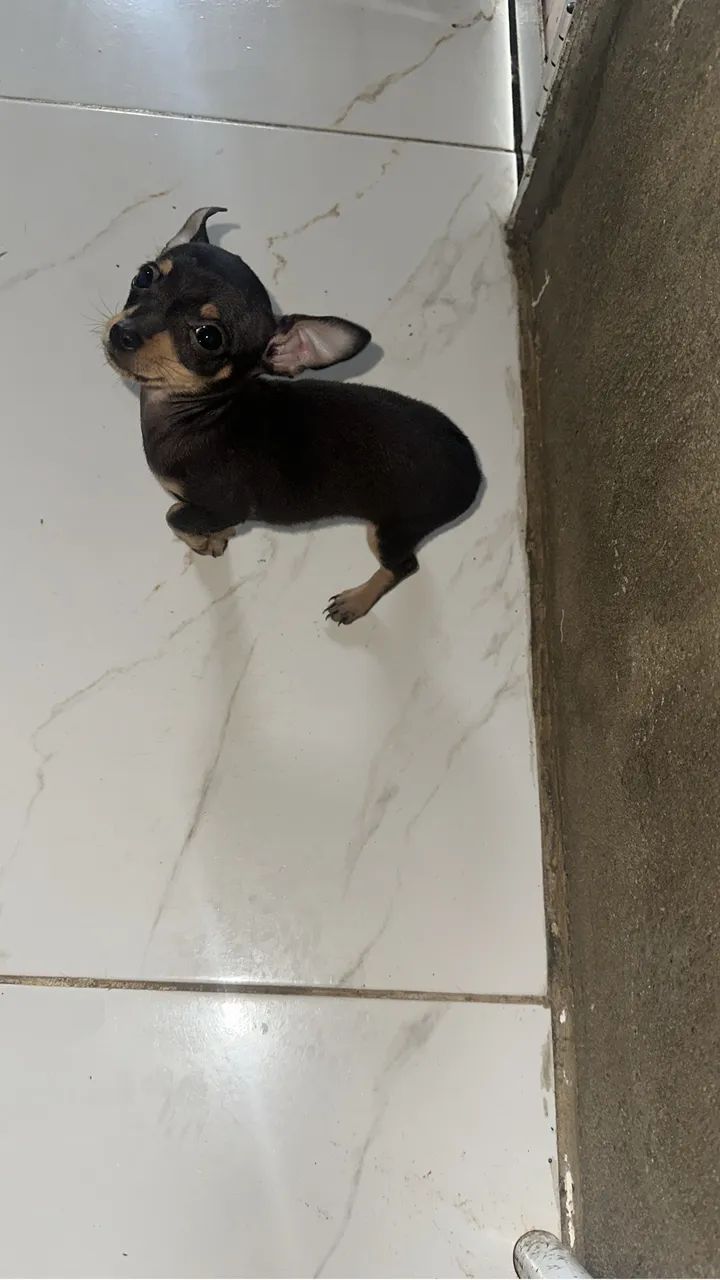 Pinscher  - Foto 2