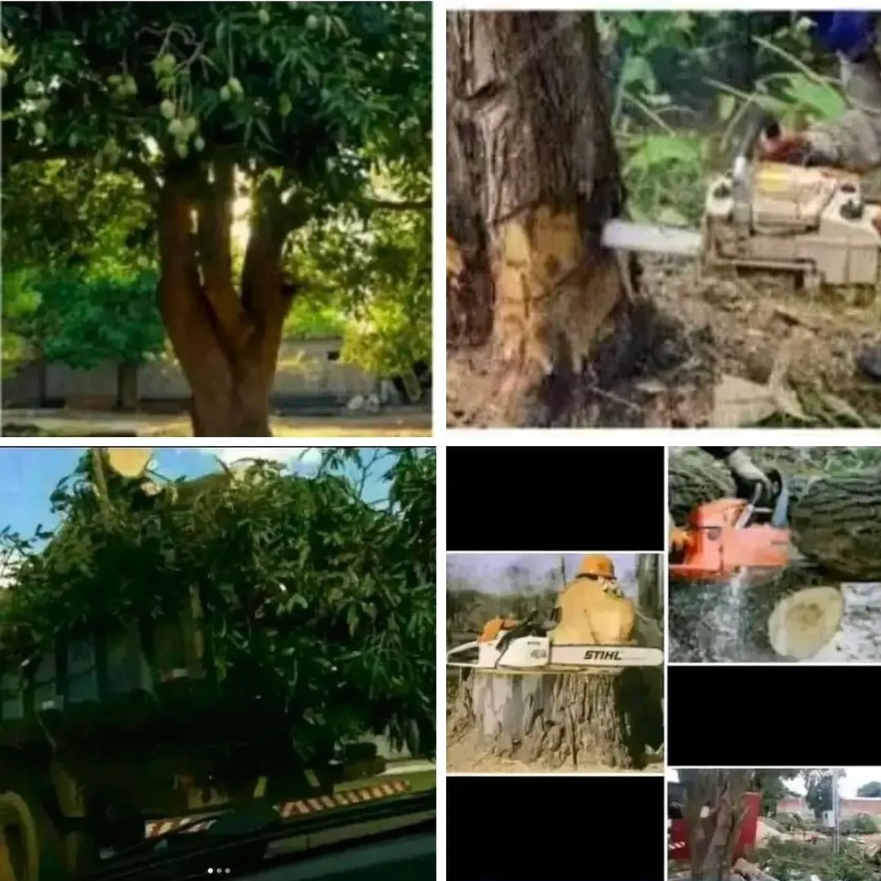 POLDAGENS E CORTES DE ÁRVORES 