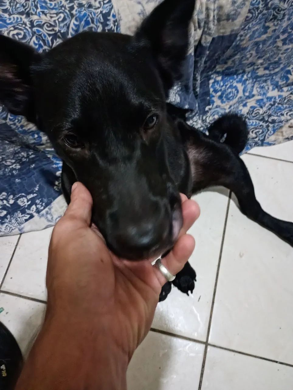 Adoção responsável  - Foto 4