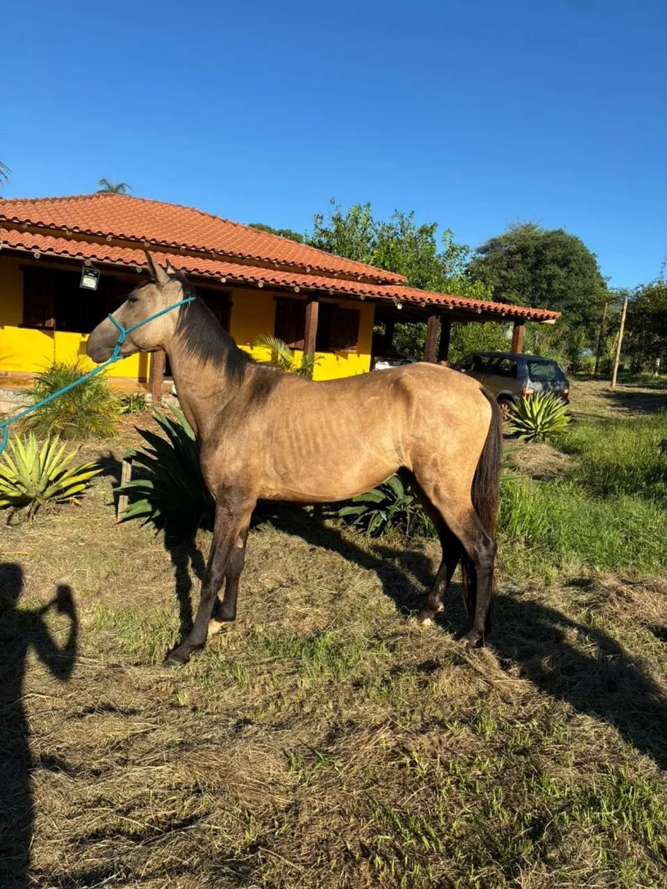 Potro Magalarga Marchador