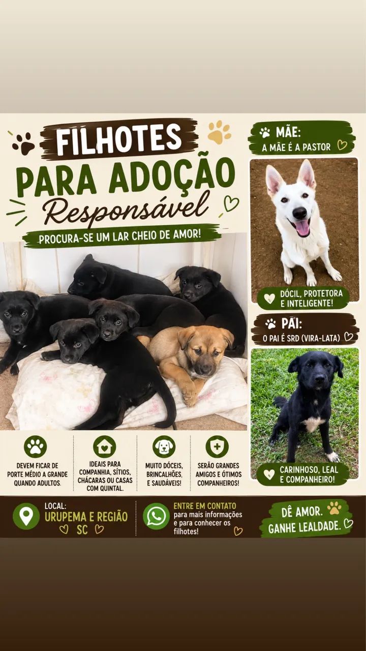 Doação filhotes de cachorro pastor/srd