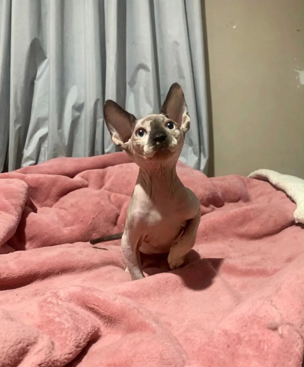 Fêmea sphynx 3 meses - Foto 3