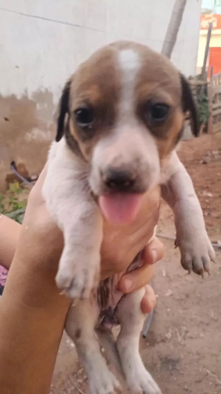Cachorrinhos para adoção responsável  - Foto 4