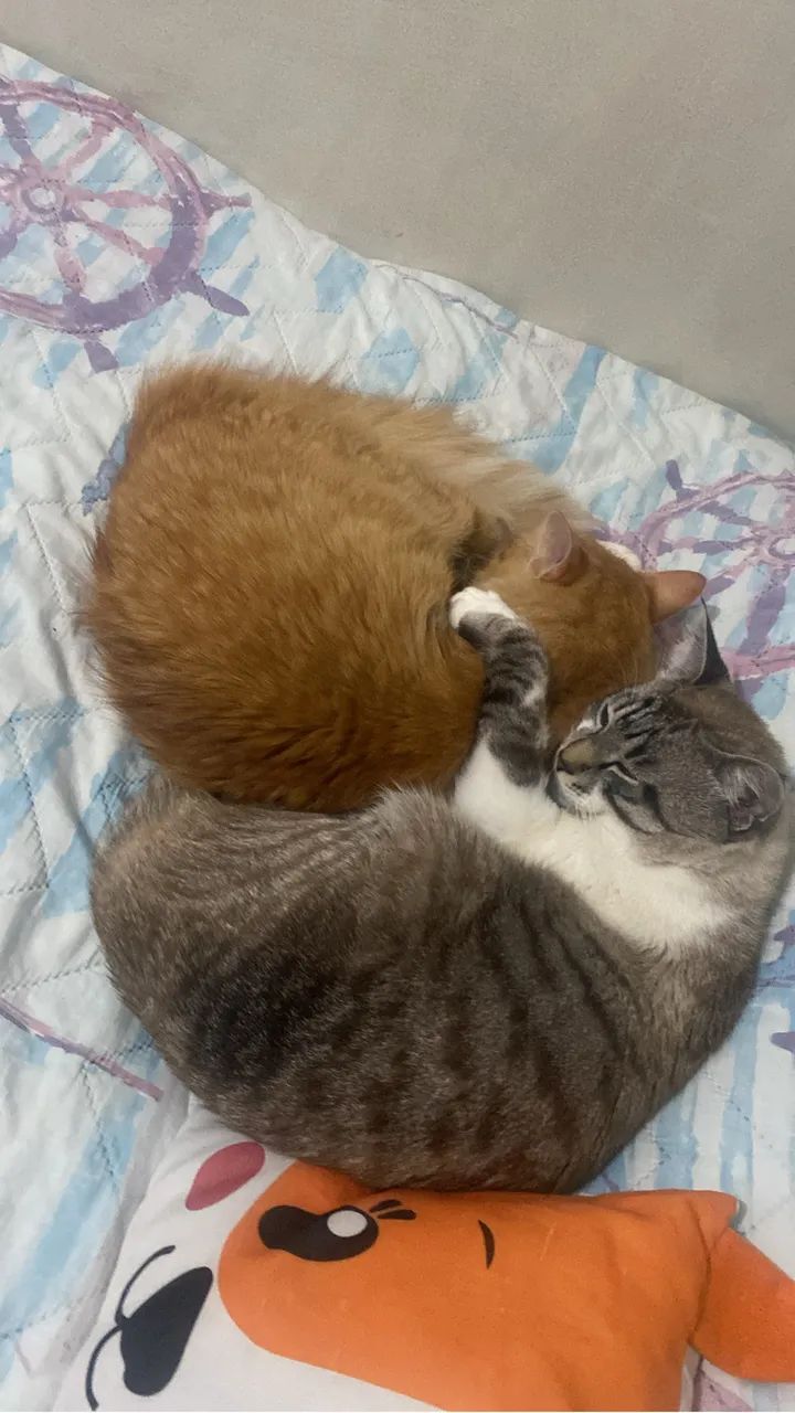 Adoção gato - Foto 4