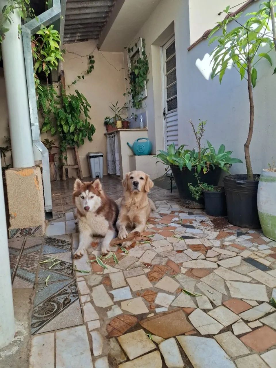 Husky femea - Foto 2