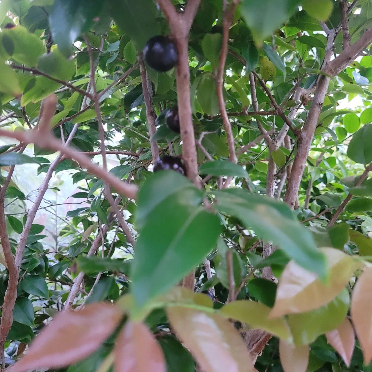Pe de Jabuticaba  - Foto 3