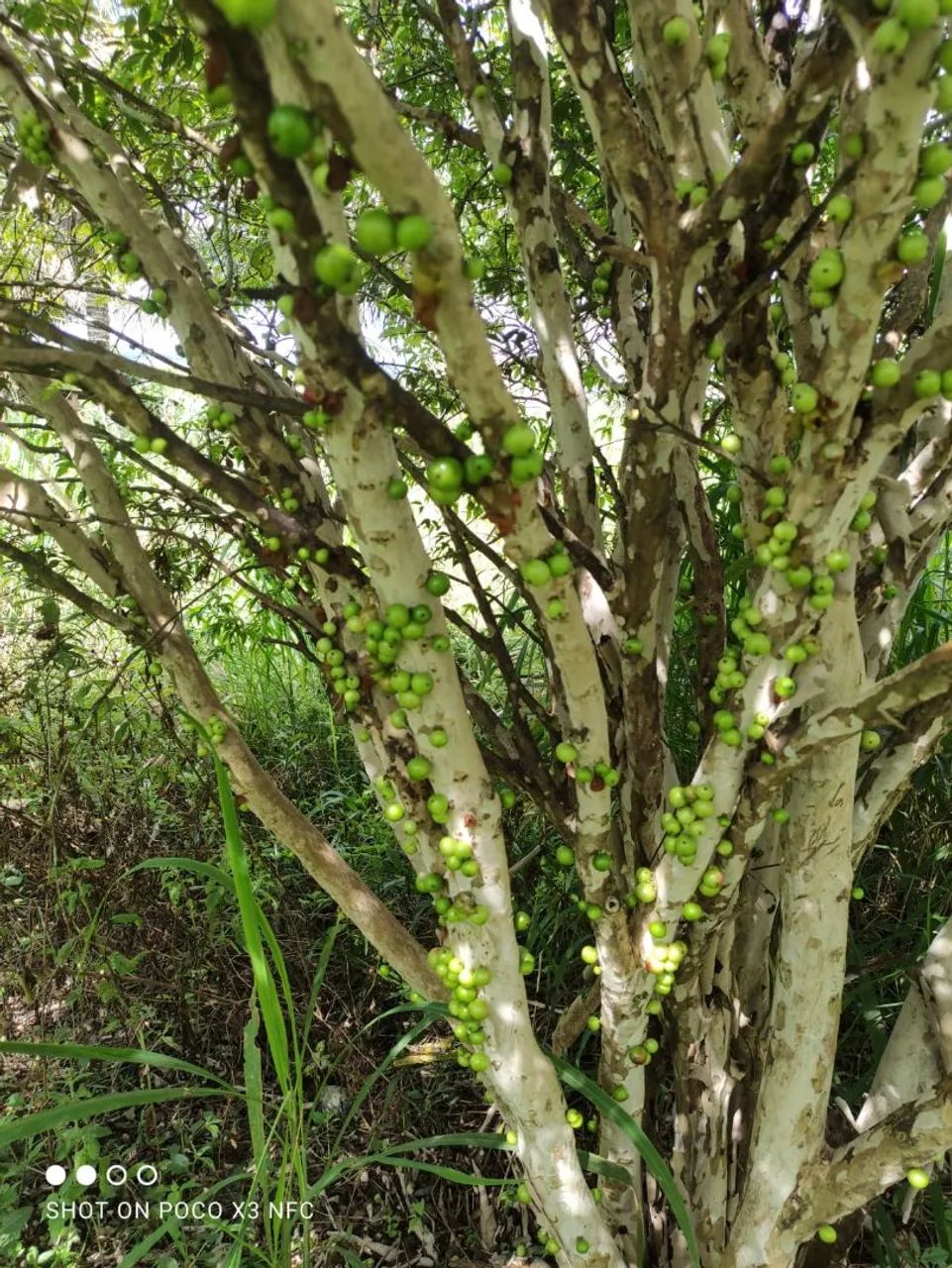 Vendo uma bela chácara. Em Salgado. Povoado Abóbora.  - Foto 2
