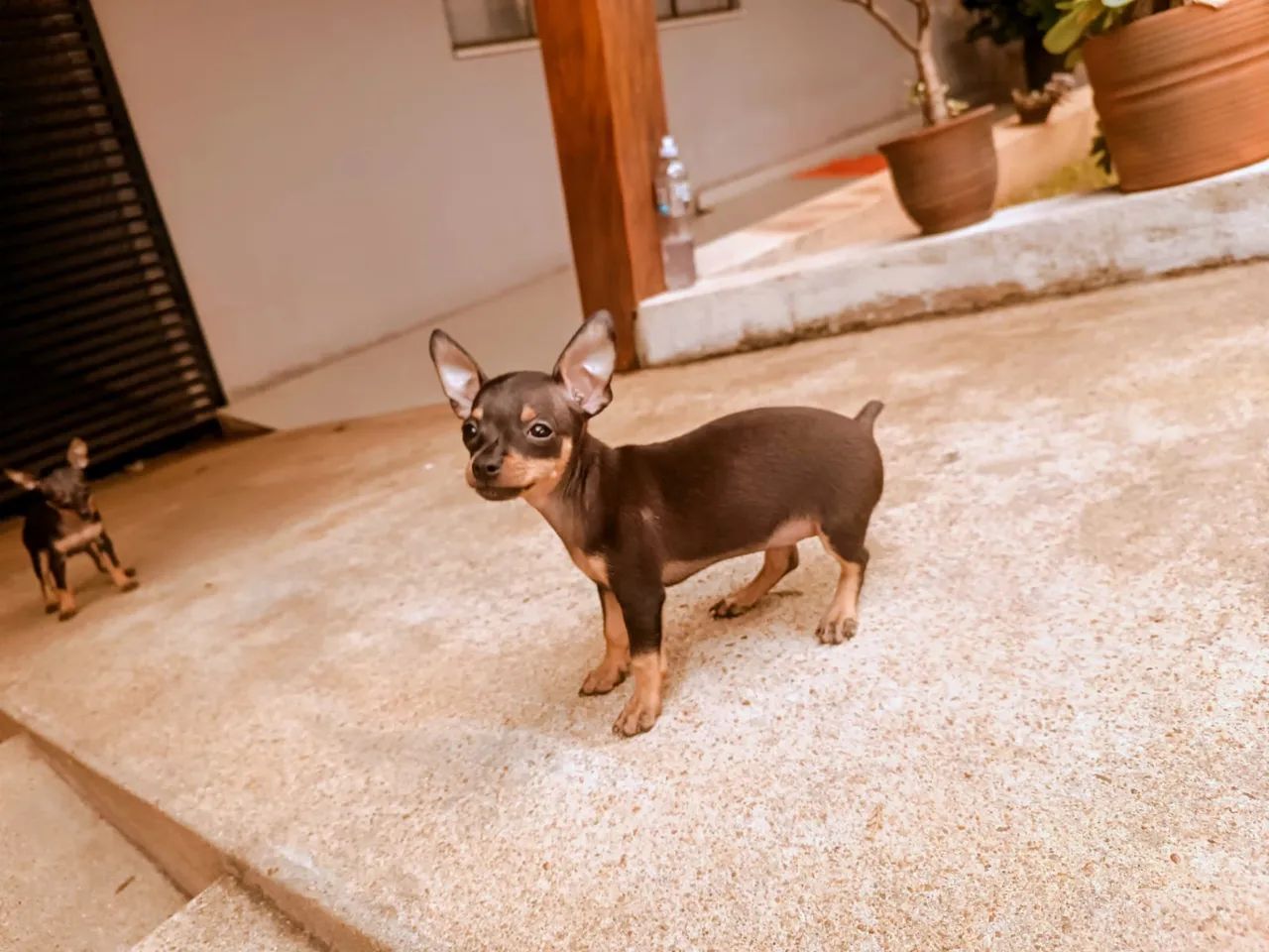 Pinscher macho  - Foto 2