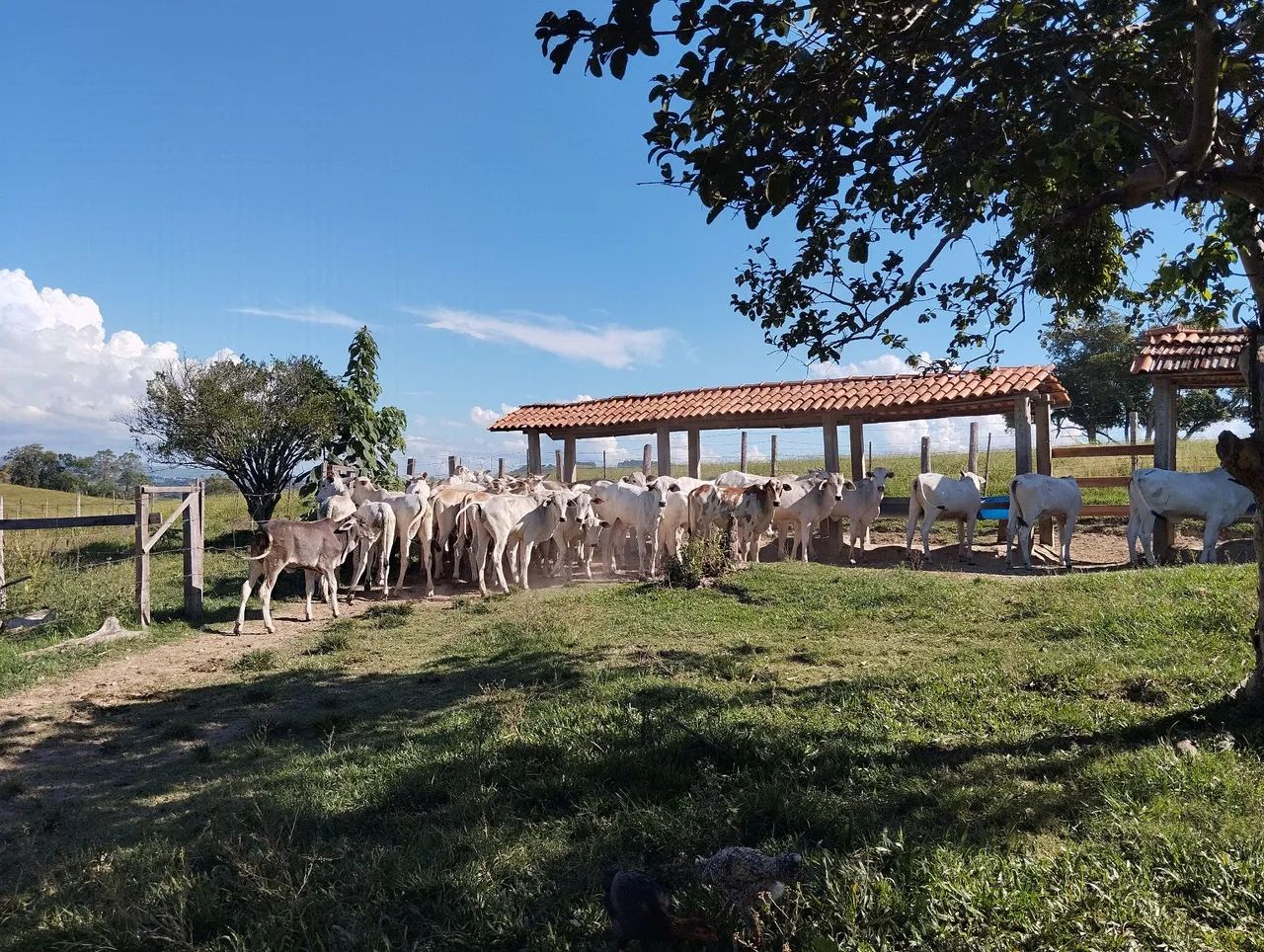 Sítio a venda  - Foto 4