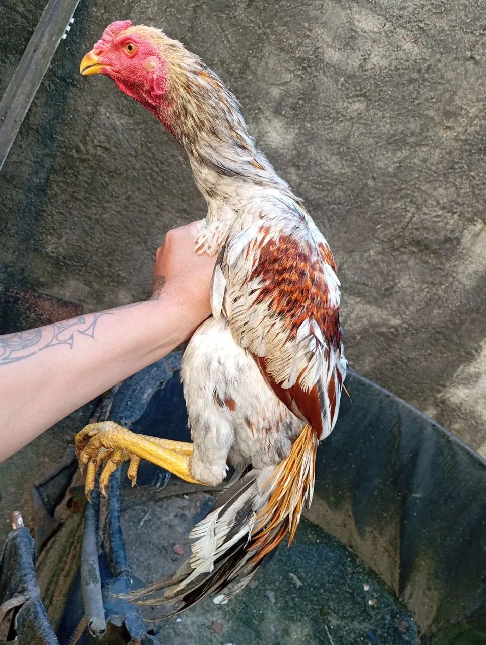 Galos e galinhas de raça  - Foto 3
