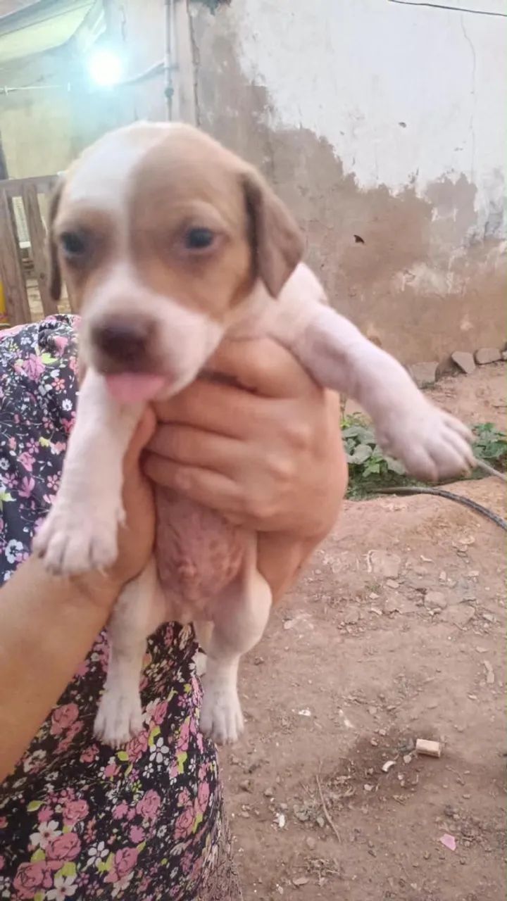 Cachorrinhos para adoção responsável  - Foto 2