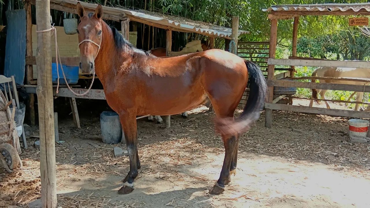 Cavalo  - Foto 2