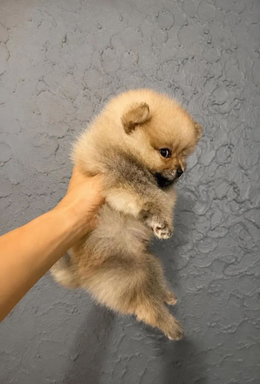 Spitz Alemão 