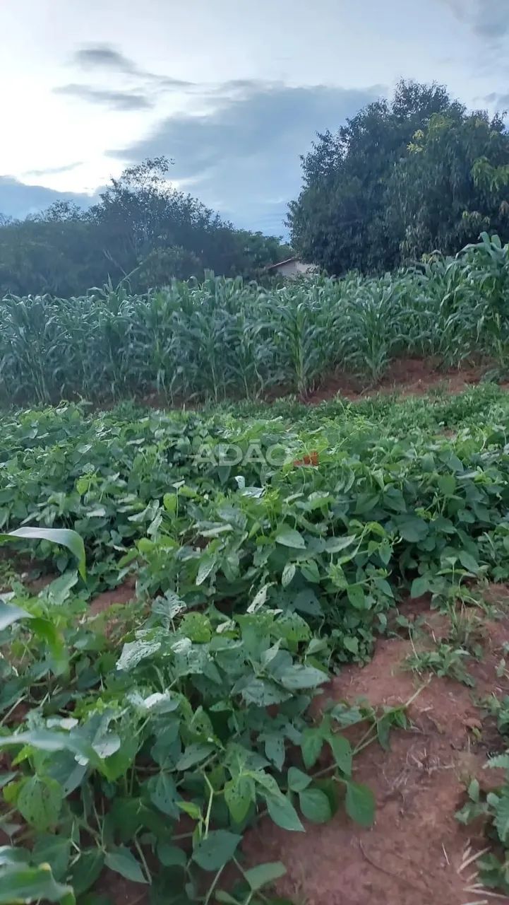 Chacara em Aragoiania Chácara à Venda, 3256.00 por R$ 350000.00 AD35979 - Foto 5