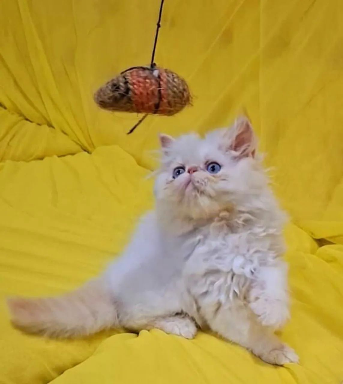 Filhote de gato persa macho - Foto 4