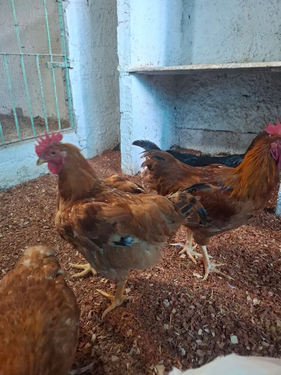 Vendo galo ?  - Foto 5