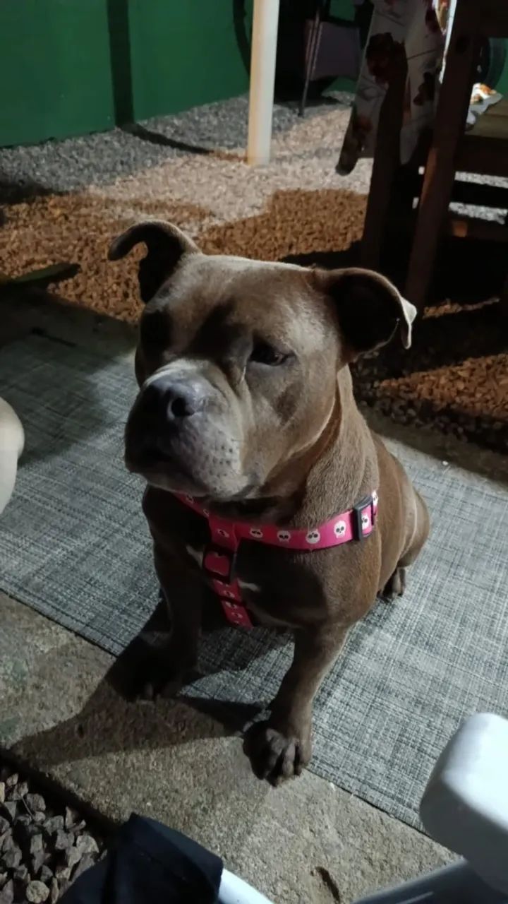 Vendo fêmea de Bully - Foto 4