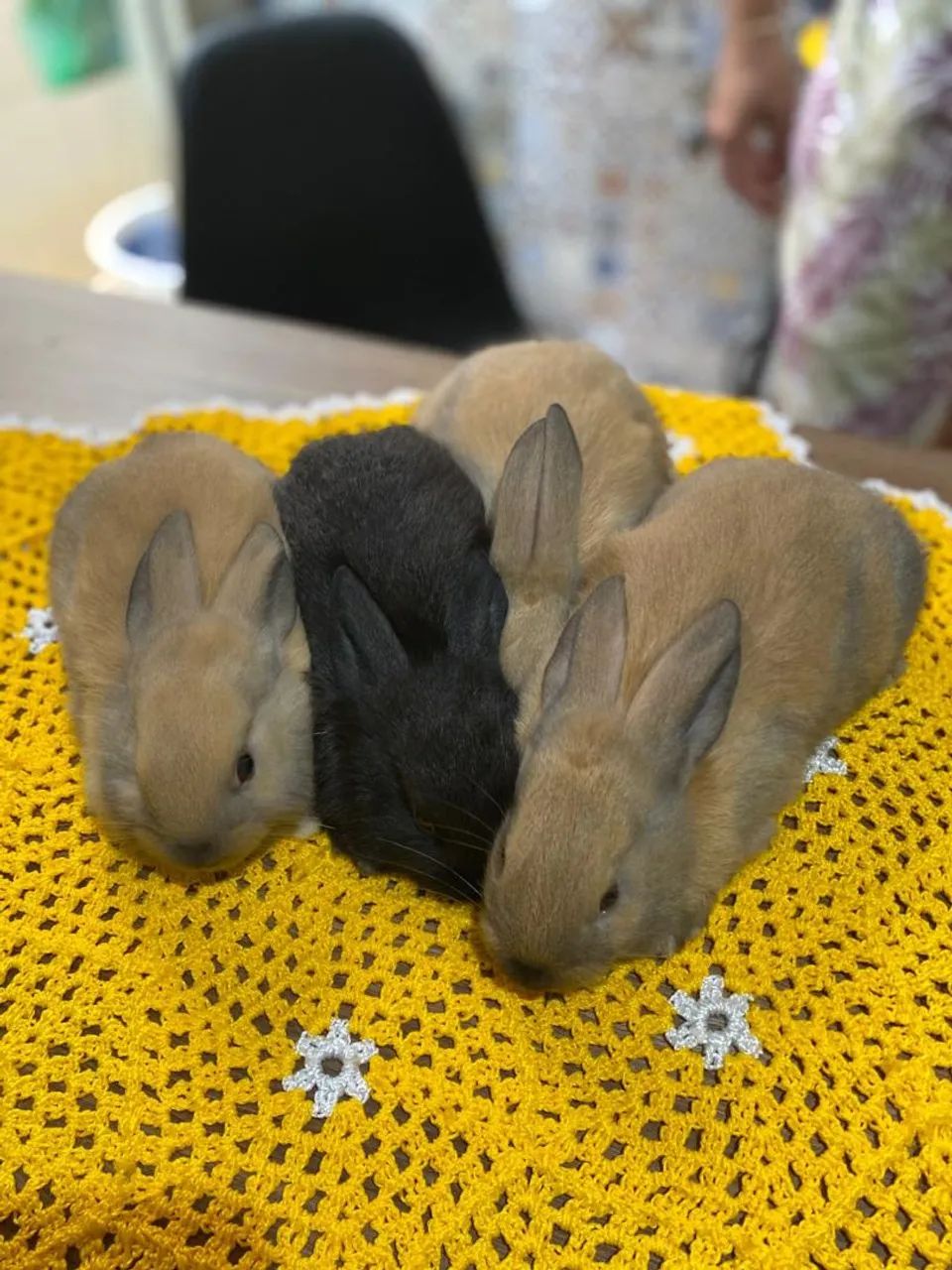 Coelho (filhotes) - Foto 3