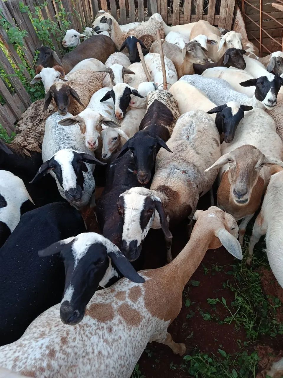 Ovelhas e cordeiros 