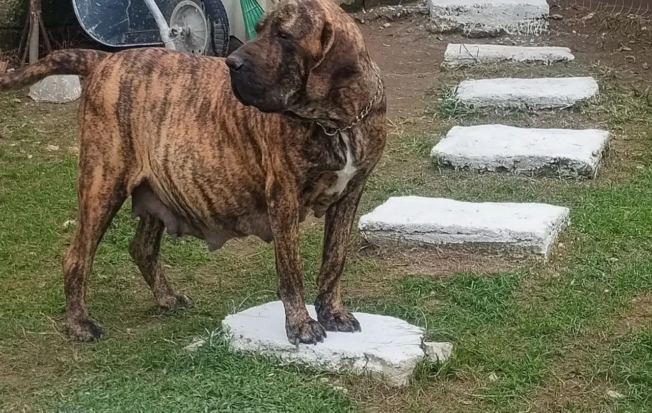 fila brasileiro  - Foto 3