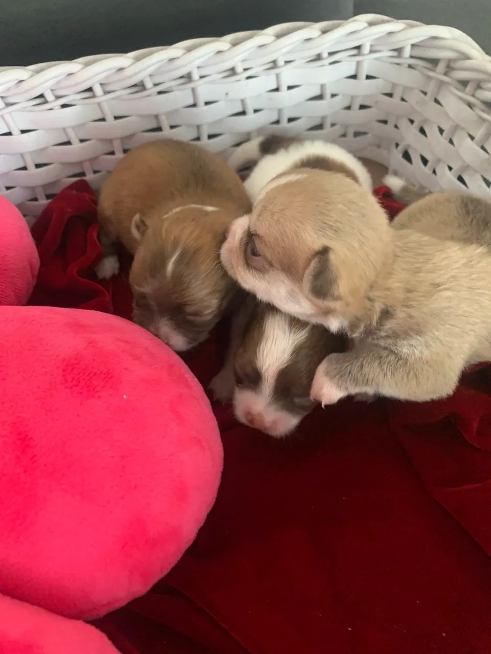 Chihuahua 